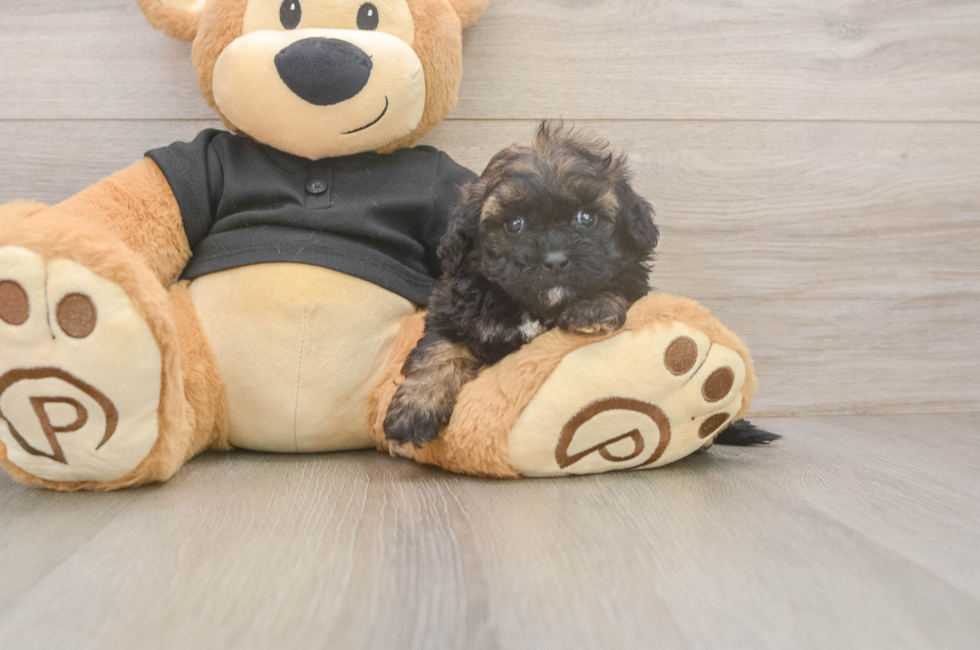5 week old Shih Poo Puppy For Sale - Simply Southern Pups