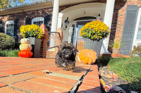 9 week old Shih Poo Puppy For Sale - Simply Southern Pups Cute Shih Poo Poodle Mix Pup