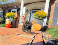 9 week old Shih Poo Puppy For Sale - Simply Southern Pups 9 week old Shih Poo Puppy For Sale - Simply Southern Pups