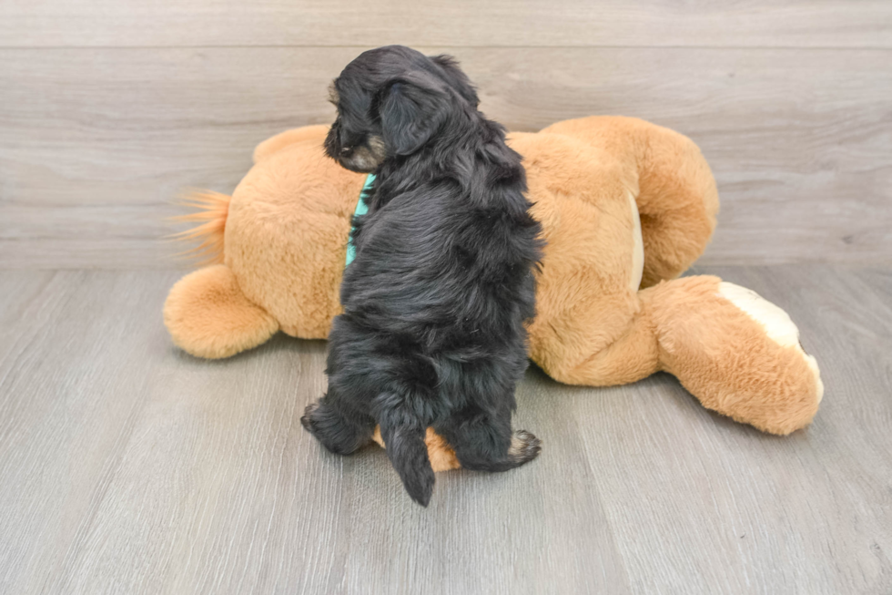 Smart Shih Poo Poodle Mix Pup