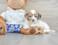 9 week old Shih Poo Puppy For Sale - Simply Southern Pups