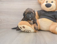 6 week old Shih Poo Puppy For Sale - Simply Southern Pups