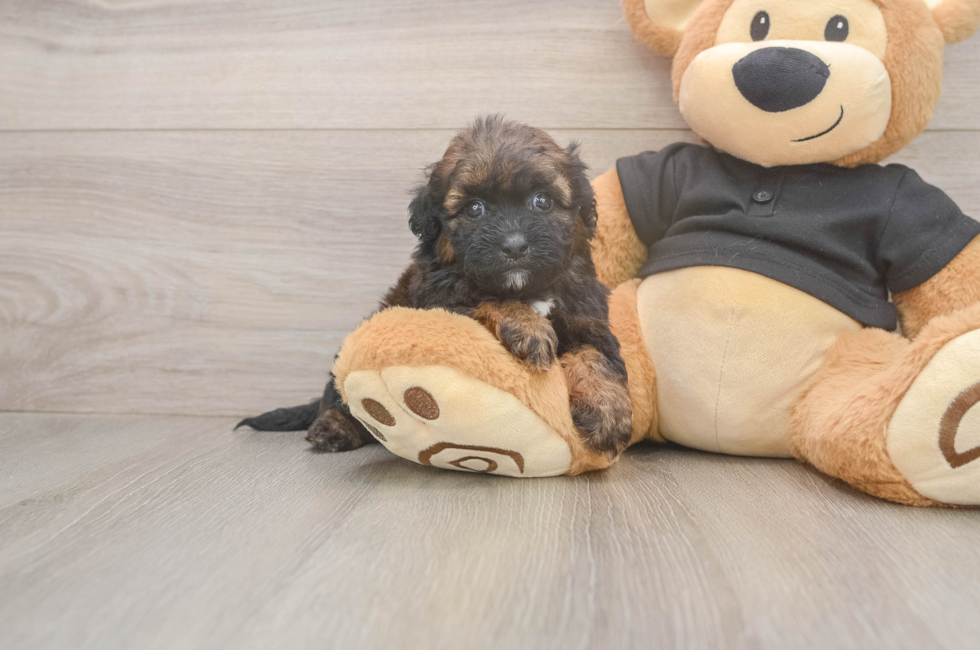 5 week old Shih Poo Puppy For Sale - Simply Southern Pups
