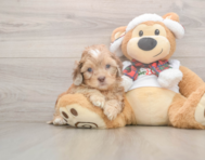 6 week old Shih Poo Puppy For Sale - Simply Southern Pups