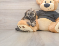 7 week old Shih Poo Puppy For Sale - Simply Southern Pups