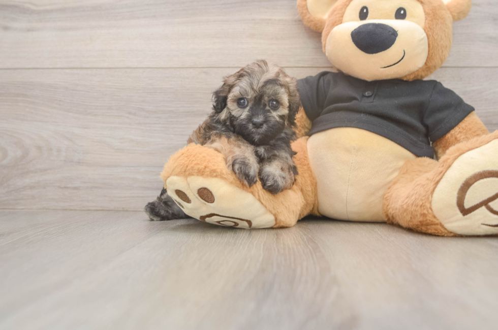 5 week old Shih Poo Puppy For Sale - Simply Southern Pups