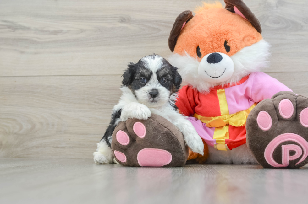 5 week old Shih Poo Puppy For Sale - Simply Southern Pups