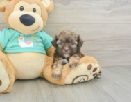 7 week old Shih Poo Puppy For Sale - Simply Southern Pups