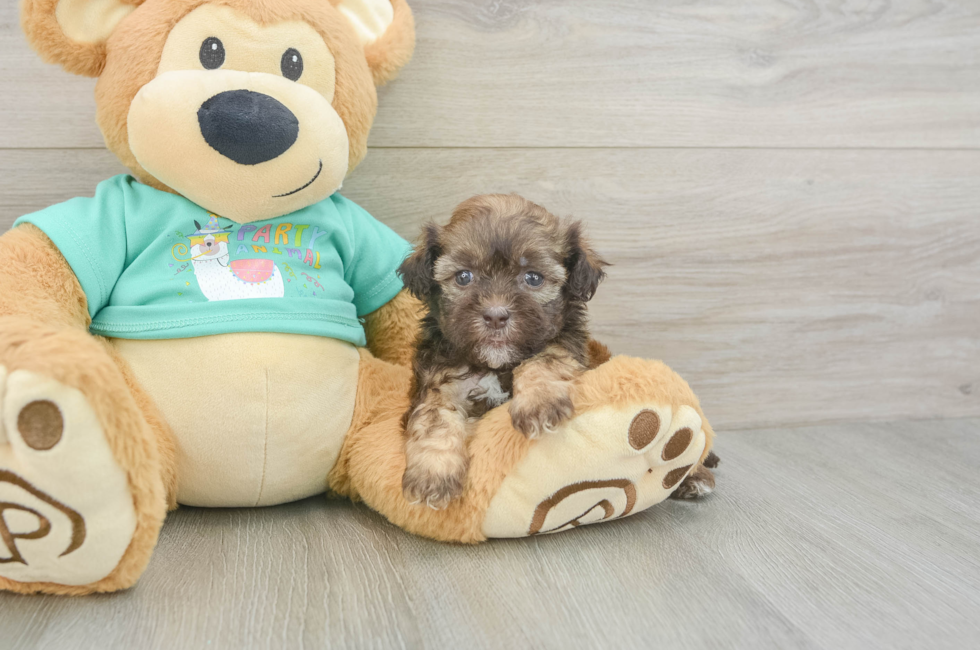 5 week old Shih Poo Puppy For Sale - Simply Southern Pups