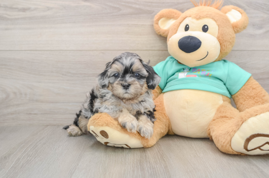 Funny Shih Poo Poodle Mix Pup