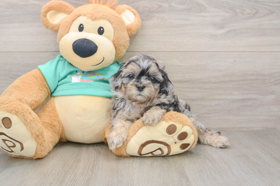 Shih Poo Pup Being Cute