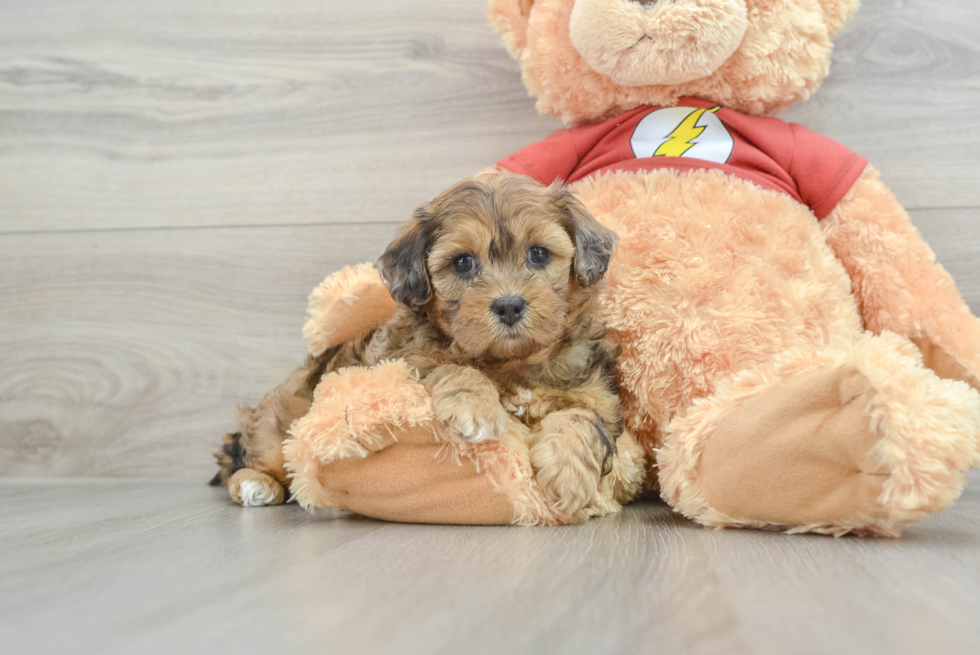 Shih Poo Puppy for Adoption