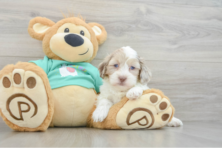 Happy Shih Poo Baby