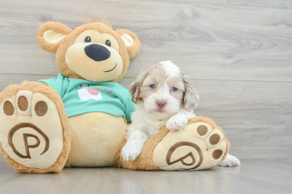 7 week old Shih Poo Puppy For Sale - Simply Southern Pups