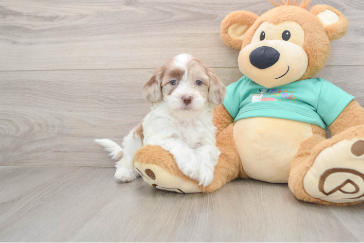 Petite Shih Poo Poodle Mix Pup