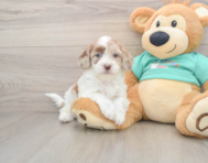 7 week old Shih Poo Puppy For Sale - Simply Southern Pups