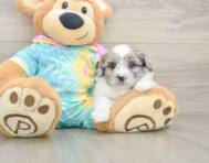 7 week old Shih Poo Puppy For Sale - Simply Southern Pups