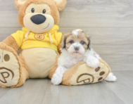 6 week old Shih Poo Puppy For Sale - Simply Southern Pups