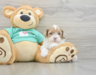 9 week old Shih Poo Puppy For Sale - Simply Southern Pups