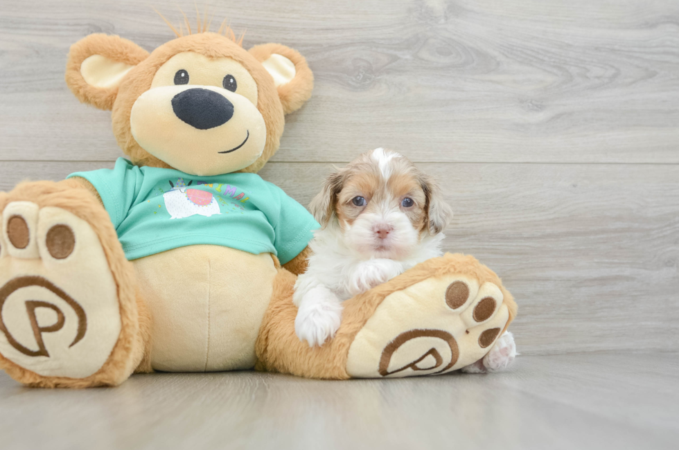 7 week old Shih Poo Puppy For Sale - Simply Southern Pups