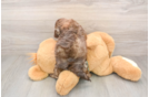 Shih Poo Puppy for Adoption