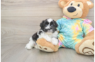 Shih Poo Puppy for Adoption