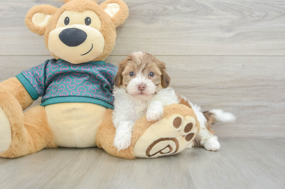 6 week old Shih Poo Puppy For Sale - Simply Southern Pups