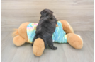 Smart Shih Poo Poodle Mix Pup