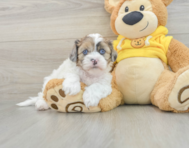 5 week old Shih Poo Puppy For Sale - Simply Southern Pups