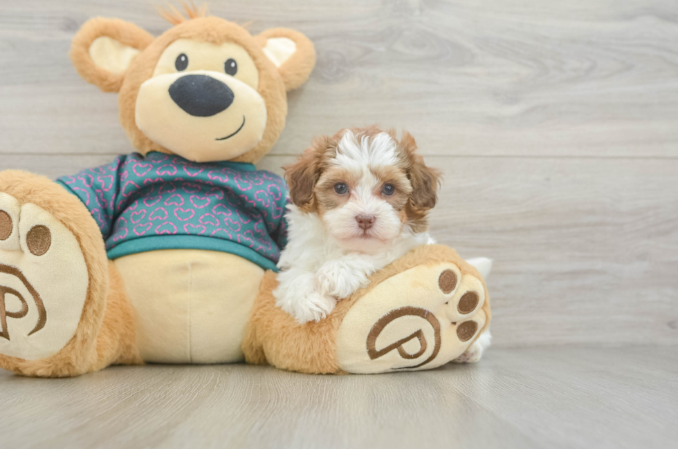 6 week old Shih Poo Puppy For Sale - Simply Southern Pups