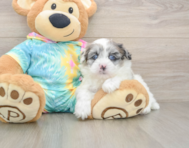 7 week old Shih Poo Puppy For Sale - Simply Southern Pups