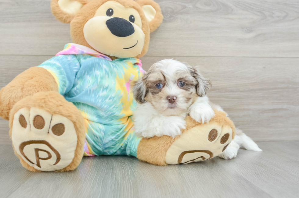 7 week old Shih Poo Puppy For Sale - Simply Southern Pups