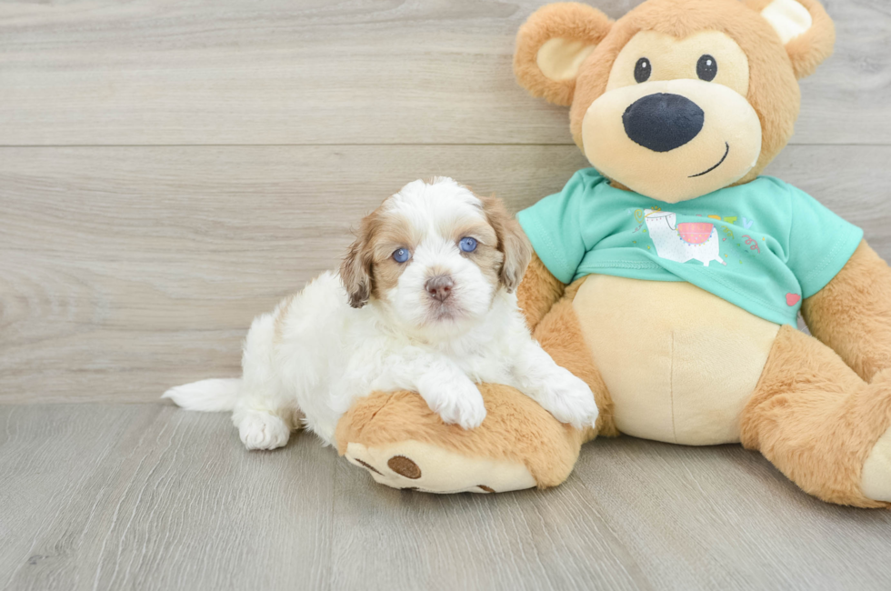 5 week old Shih Poo Puppy For Sale - Simply Southern Pups