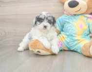 5 week old Shih Poo Puppy For Sale - Simply Southern Pups