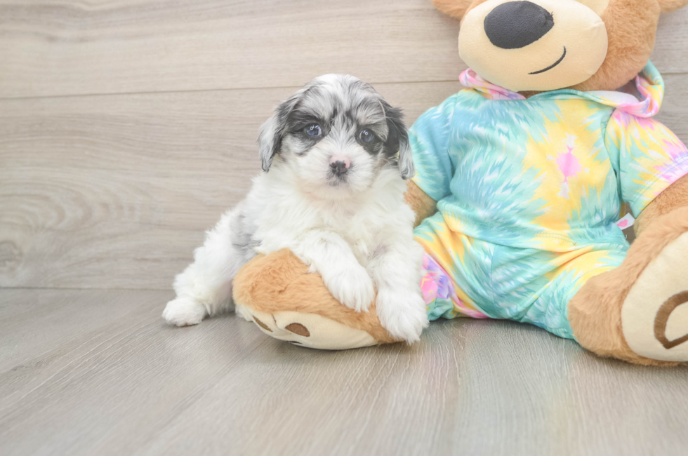 6 week old Shih Poo Puppy For Sale - Simply Southern Pups