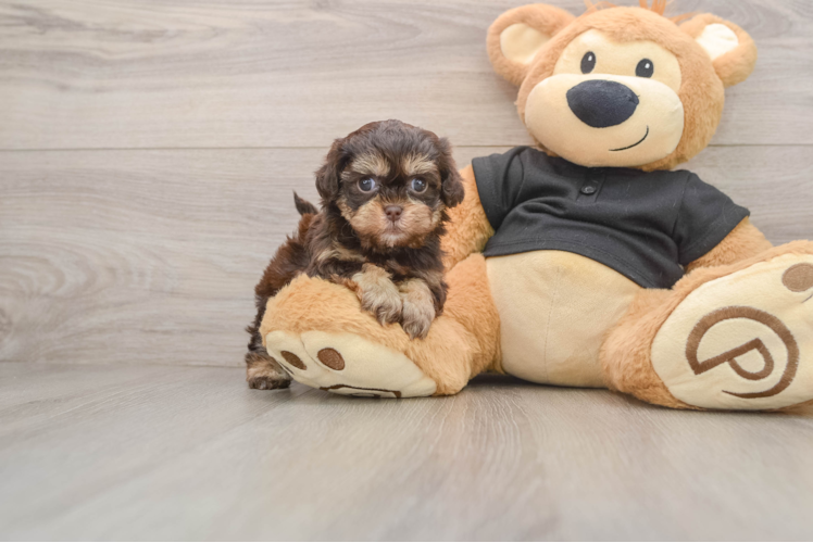 Shih Poo Puppy for Adoption