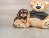 6 week old Shih Poo Puppy For Sale - Simply Southern Pups