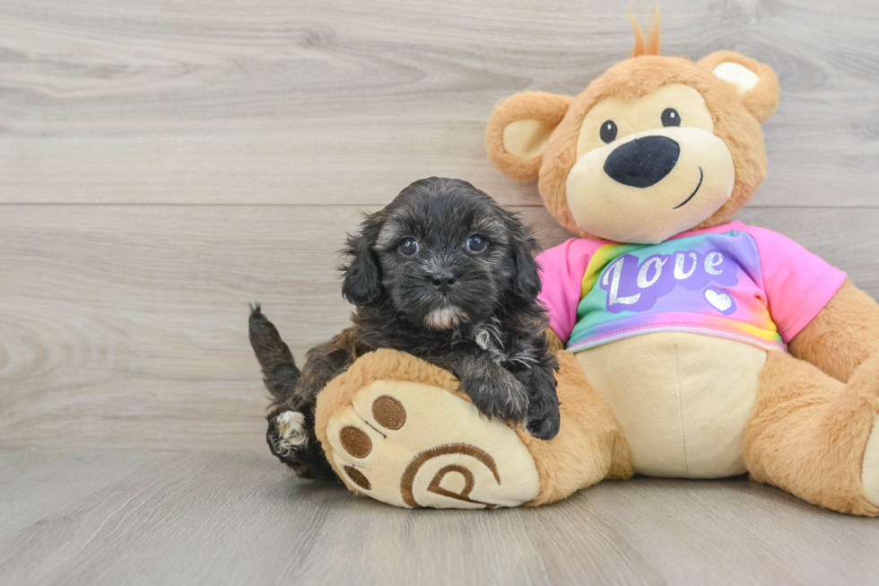 Little Shihpoo Poodle Mix Puppy
