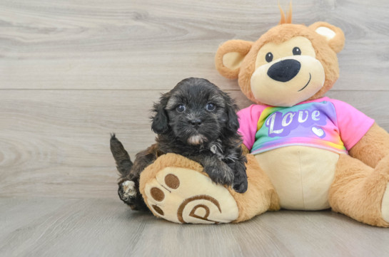 Little Shihpoo Poodle Mix Puppy