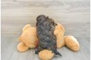 Shih Poo Pup Being Cute
