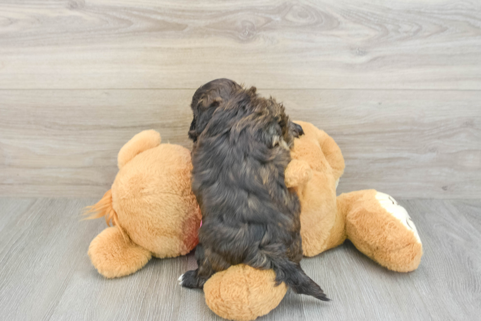 Shih Poo Pup Being Cute