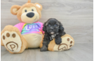 Best Shih Poo Baby