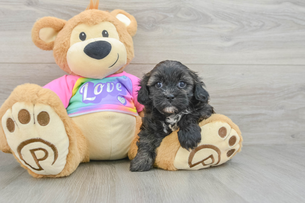 Best Shih Poo Baby