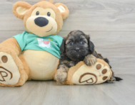 8 week old Shih Poo Puppy For Sale - Simply Southern Pups