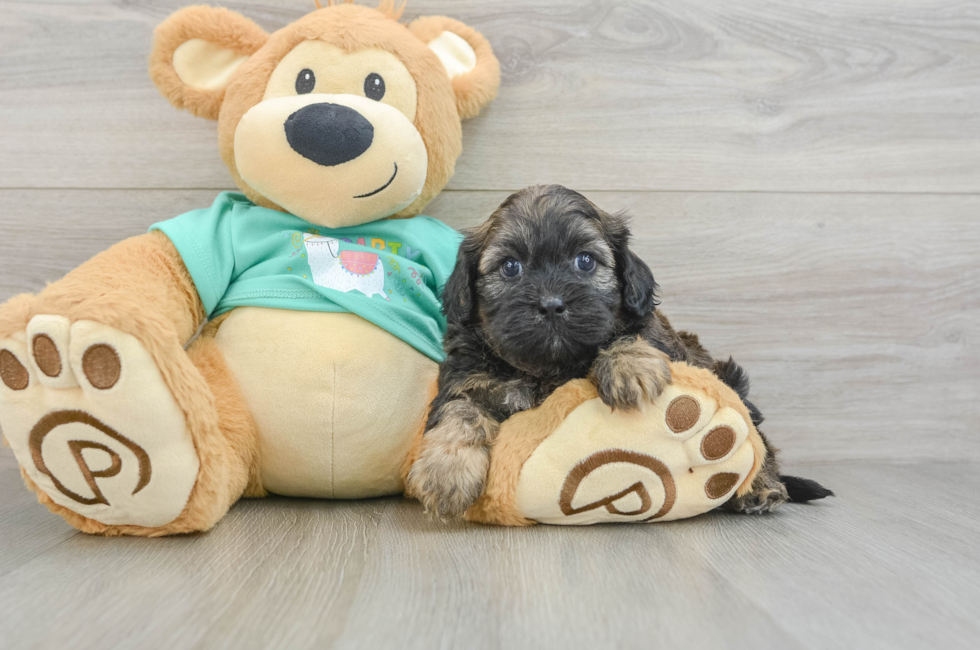 5 week old Shih Poo Puppy For Sale - Simply Southern Pups