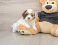 6 week old Shih Poo Puppy For Sale - Simply Southern Pups