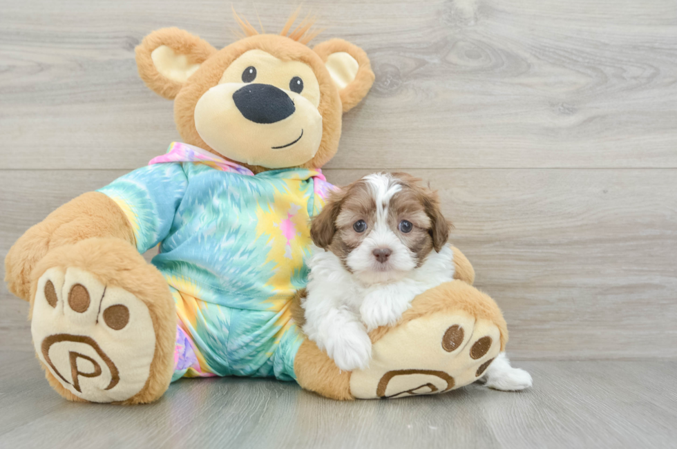 7 week old Shih Poo Puppy For Sale - Simply Southern Pups