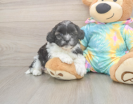 5 week old Shih Poo Puppy For Sale - Simply Southern Pups