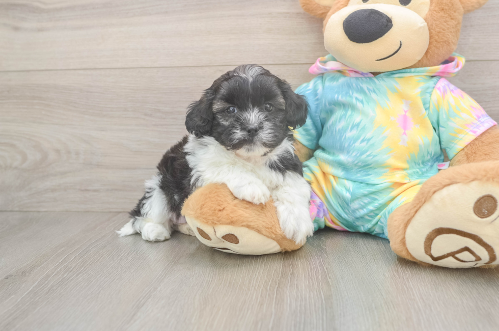 6 week old Shih Poo Puppy For Sale - Simply Southern Pups