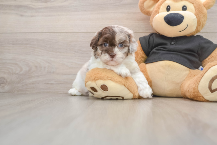 Shih Poo Pup Being Cute